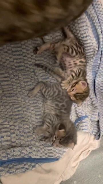 Котята, первые от саванны ф5 смотреть онлайн