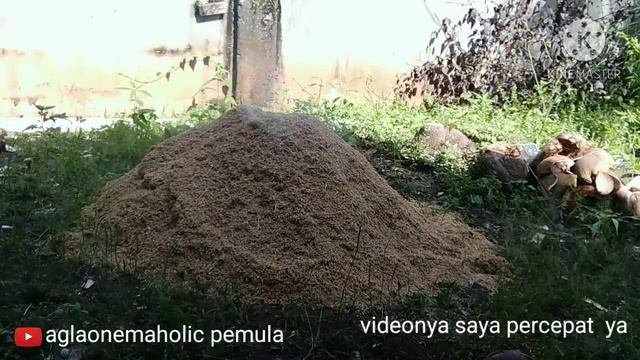 Proses membuat arang sekam... смотреть онлайн