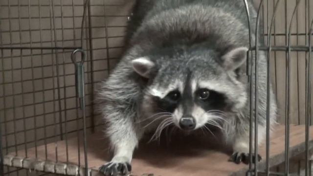 Толстый устал смотреть онлайн