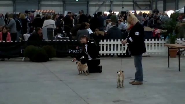 Dogachtigen 2011 смотреть онлайн