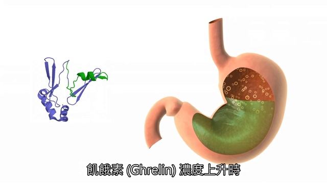 科學家發現了無法控制食欲的原因；全面解析大腦如何操控你的食慾！搞清楚我們要怎麼校正大腦的食慾中樞？ #瘦素 #飢餓中樞 #飽食中樞 смотреть онлайн