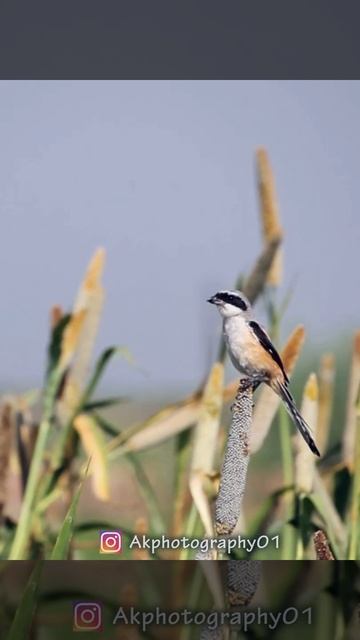 Long-tailed shrike || Bird photography || Youtube short || amrik singh vlog || akphotography01 смотреть онлайн