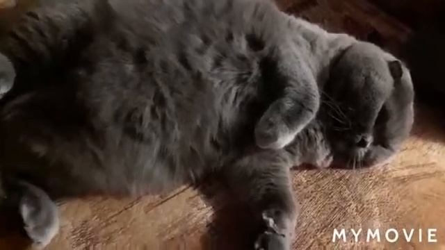 Ася дерется,не в духе.#шотландскаявислоухая# смотреть онлайн