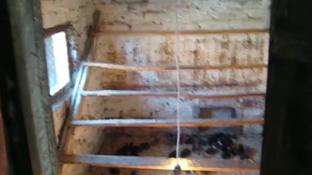 Куры Доменант их помеси часть вторая Александр Могилевский смотреть онлайн