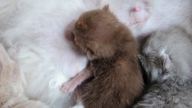 Kiki is doing WHAT in a Box with Kittens?! смотреть онлайн
