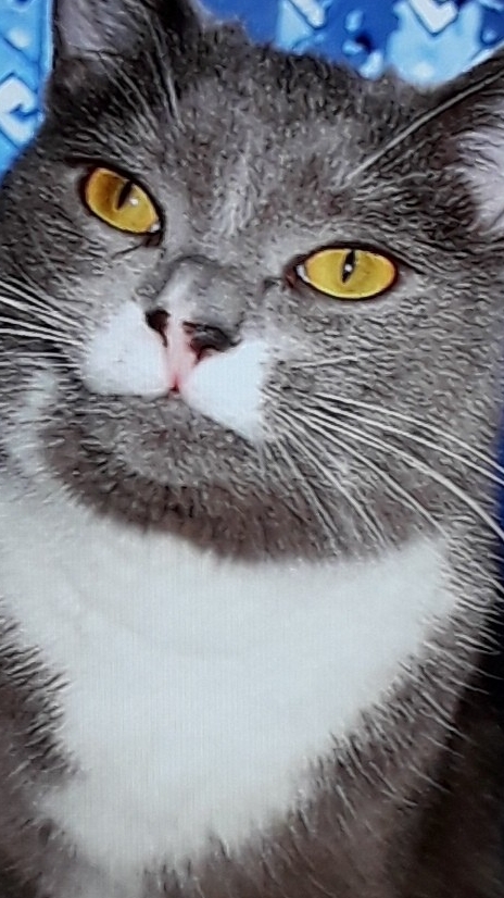 у Косяка на даче кот моется смотреть онлайн