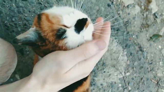 Доброта кошки #2 смотреть онлайн
