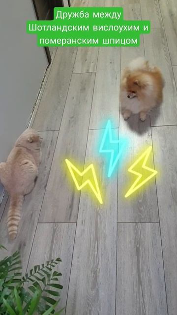 Дружба между котом и собакой #шпиц #Pomeranian #собака #померанскийшпиц смотреть онлайн