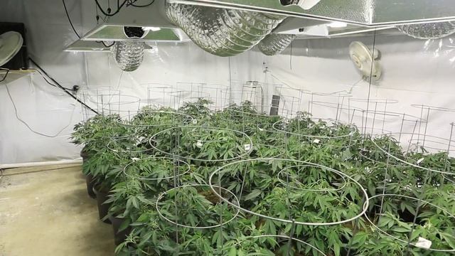 8,000 Watt Romulan 2014 Veg Update смотреть онлайн