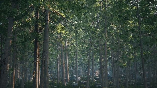 Pine Trees Forest Biome - Unreal Engine 5.4 - PCG With Nanite Pine Trees & Lumen смотреть онлайн