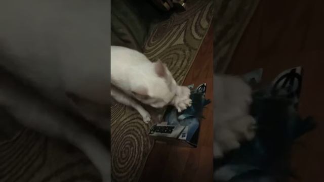 Кот Синус(1) смотреть онлайн
