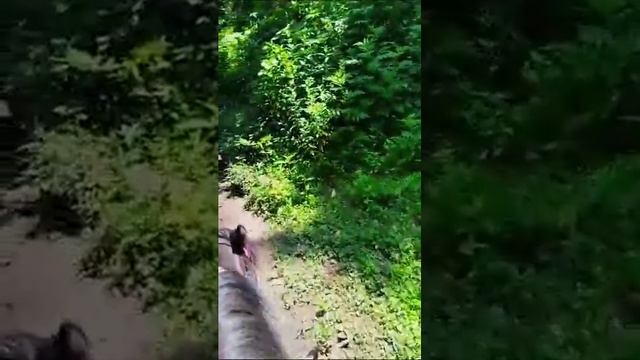 лошади на лесу смотреть онлайн