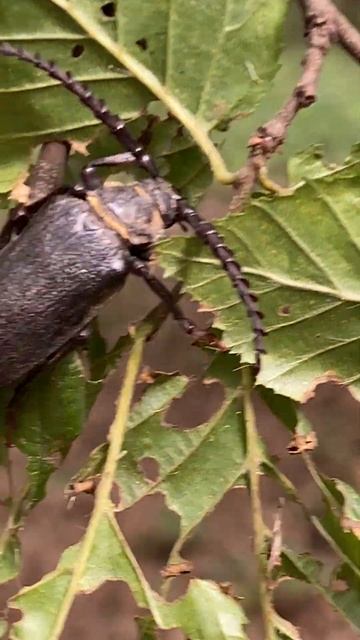 Вуса́ч-шкіря́ник лісови́й європе́йський (Prionus coriarius) у Вроцлаві #insect #nature смотреть онлайн