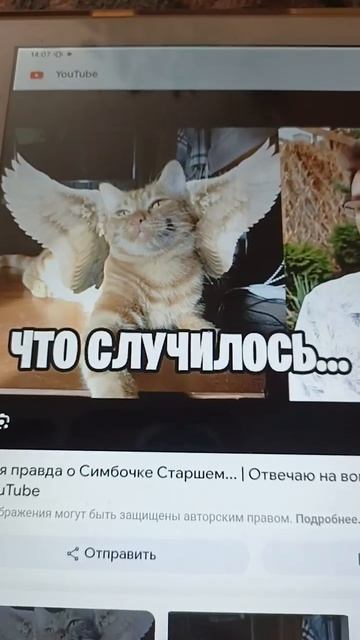 смерти наших любимых кет блогеров и дог блогеров... 🪽🐱🐱🐶🐶 смотреть онлайн