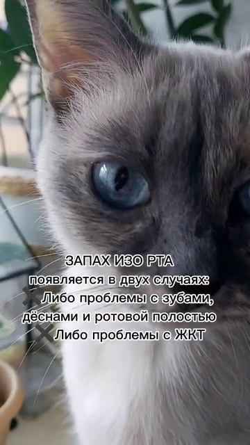 Подробнее в комментариях смотреть онлайн