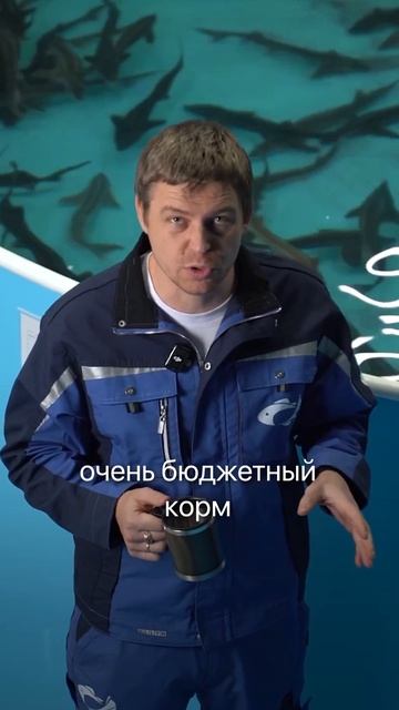 Что общего между Mercedes и рыбой? #узв #бизнесидея #бизнес #рыба #рыбоводство #бизнесидеи #рыбалка смотреть онлайн