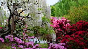 САДЫ ЯПОНИИ РОЗОВЫЕ САДЫ  СКАЗОЧНОГО  ПАРКА АСИКАГА ASHIKAGA FLOWER PARK 2021