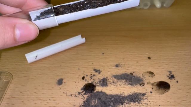 Versorgung von Odontoponera und Ectomomyrmex nach der Ankunft! смотреть онлайн