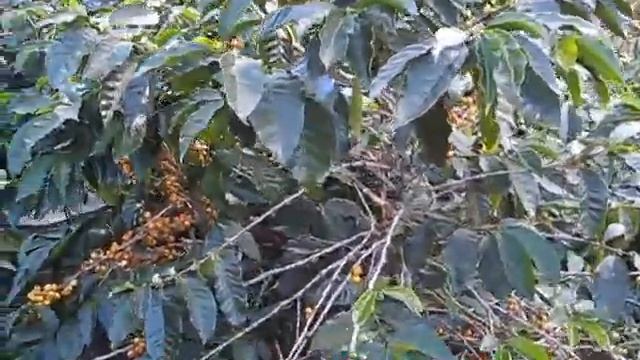 This is a Coffee Farm смотреть онлайн
