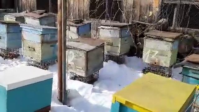 Выставка ДВ пчёл. 2024 03 03 смотреть онлайн