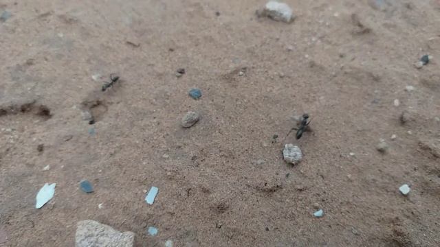 В бой идут муравьи. смотреть онлайн