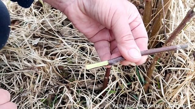 КАК ПРИВИТЬ ЯБЛОНЮ ВЕСНОЙ / ПРИВИВКА В РАСЩЕП / САД МЕЧТЫ СВОИМИ РУКАМИ смотреть онлайн