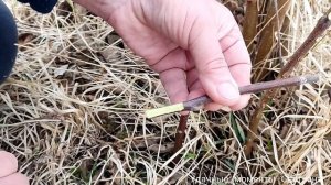 КАК ПРИВИТЬ ЯБЛОНЮ ВЕСНОЙ / ПРИВИВКА В РАСЩЕП / САД МЕЧТЫ СВОИМИ РУКАМИ