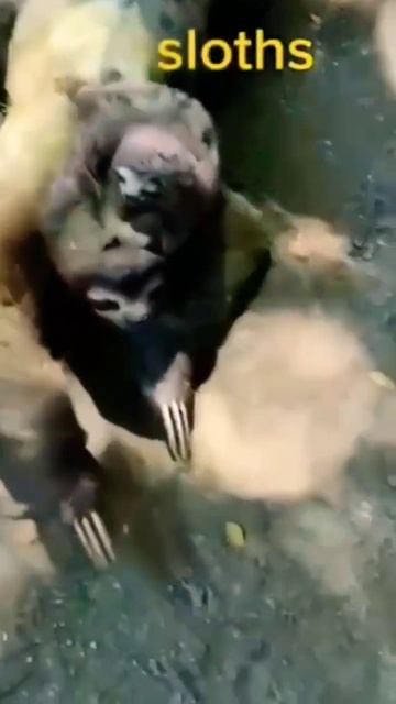 Cute Baby Sloth🦥🦥🦥|Cutest Animals In The World|#youtubeshorts #shorts #animals. смотреть онлайн