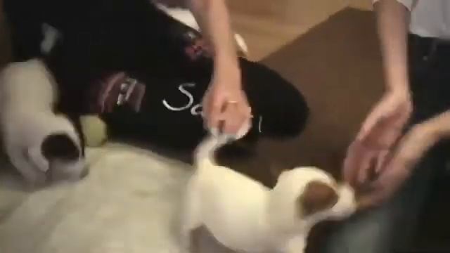 🐾 Кто такой Локи Бобо 🐾 Говорящая собака 🐾 Влог - 1 серия смотреть онлайн