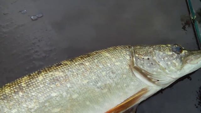 Кило двести, на столе будем жарить. 🐟🐟🐠🐡