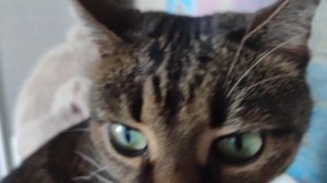 Кошка нюхает 7 минут