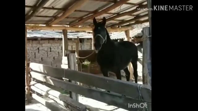 УЛАКА 💯 КЕПИЛДИГИ МЕНЕН САТЫЛЫП ЖАТАТ 06 02 2020. смотреть онлайн