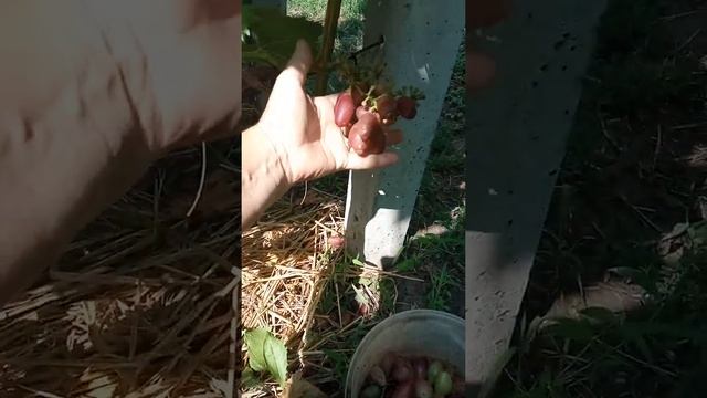 Виноград і тріск . смотреть онлайн