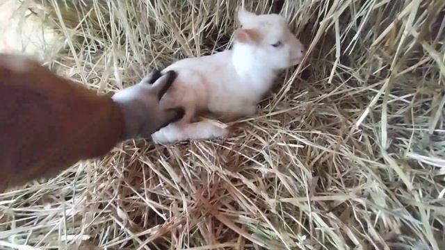 Our tiniest baby lamb yet! смотреть онлайн
