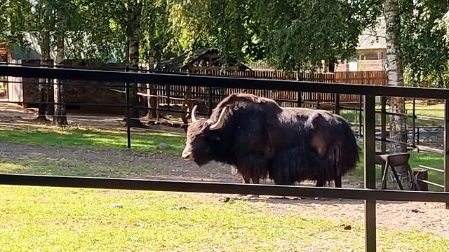 ПУШКИНОГОРСКИЙ ЗООГРАД l А ВАМ РАДОСТНО ИЛИ ГРУСТНО В ЗООПАРКАХ смотреть онлайн