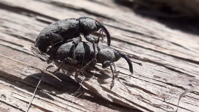 Snout Beetles (Curculionidae) Mating смотреть онлайн
