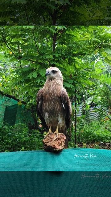 Black kite at home 🖤 | Unexpected guest 💫 смотреть онлайн