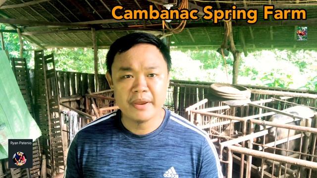 Kailan pwedeng mag umpisang magpakain ng booster feeds sa mga dumidedeng mga biik | Ryan Patenio смотреть онлайн