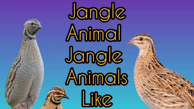 bedana sayrashi Batair chinka ki awaz batair rain Quail mix sounds смотреть онлайн