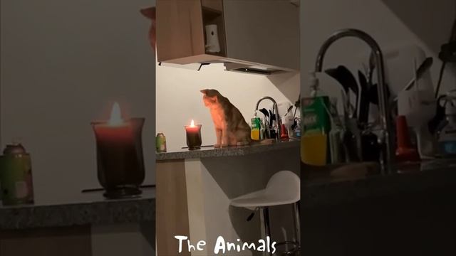 🐕 Смешное видео с животными! 😺 Вы будете смеяться! 🐱 смотреть онлайн