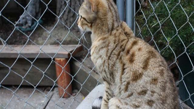 highlander cats for sale in california смотреть онлайн