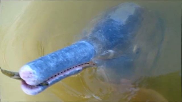 Descubren una nueva especie de delfines en un río de Brasil смотреть онлайн