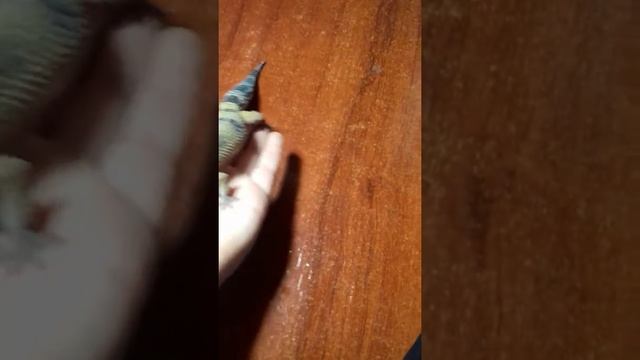 31 октября 2017 г. смотреть онлайн