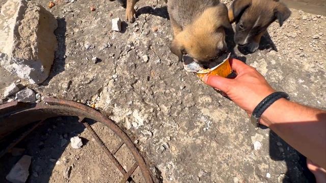 Сытому человеку трудно понять голодное животное смотреть онлайн