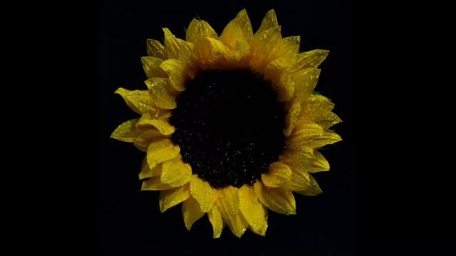 Sol Distorsion  - Blood Red Moon