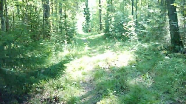Волшебный лес/6 августа 2020 смотреть онлайн