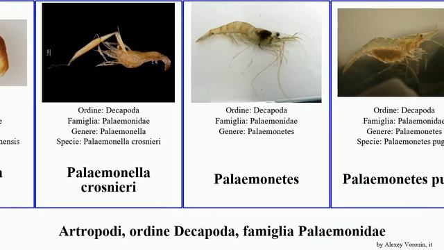 Artropodi, ordine Decapoda, famiglia Palaemonidae periclimenes macrobrachium odontonia delle hydra смотреть онлайн