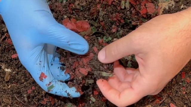 Compost Worm Babies, Banana Flower Feeding After 7 Days & Compostable Tray Check | Vermicompost Bin смотреть онлайн