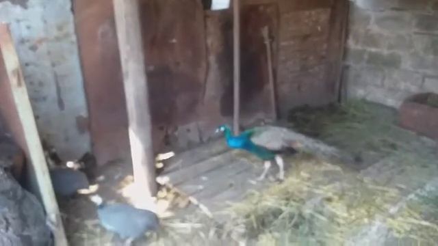 Павлин Петя, Звичайне українське село 💥💥💥 смотреть онлайн