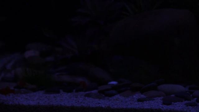 Satellite Freshwater Flexible LED Aquarium Striplight with Inline Controller смотреть онлайн
